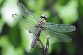 Attēlu rezultāti vaicājumam “Libellula fulva”