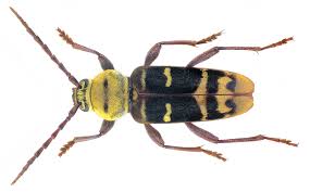 Attēlu rezultāti vaicājumam “Plagionotus detritus”