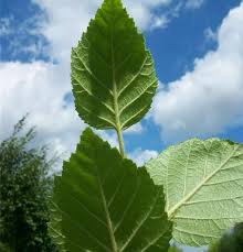 Attēlu rezultāti vaicājumam “Betula papyrifera leaf”
