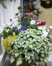 Attēlu rezultāti vaicājumam “Lamium”