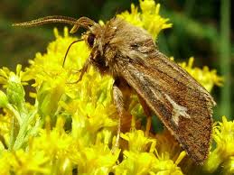 Attēlu rezultāti vaicājumam “Cerapteryx graminis”