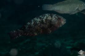 Image result for Calotomus carolinus