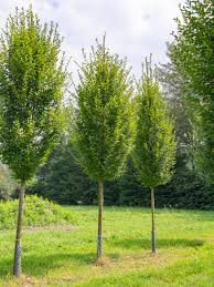 Attēlu rezultāti vaicājumam “Carpinus betulus”