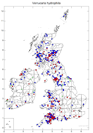 Attēlu rezultāti vaicājumam “Verrucaria hydrela”
