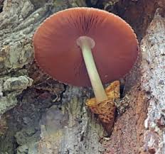 Attēlu rezultāti vaicājumam “Octospora splachnophila spores”