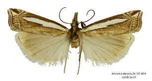 Attēlu rezultāti vaicājumam “Crambus hamella”