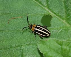 Attēlu rezultāti vaicājumam “Chrysomelidae”