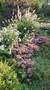 Image result for Leucanthemella serotina