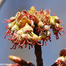 Attēlu rezultāti vaicājumam “Acer saccharinum flower”