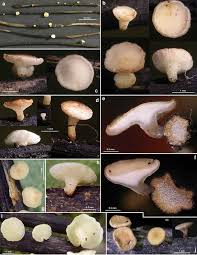 Attēlu rezultāti vaicājumam “Hymenoscyphus sp.”