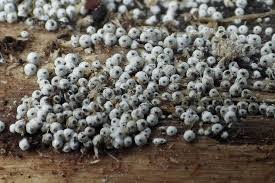 Attēlu rezultāti vaicājumam “Lasiosphaeria ovina”