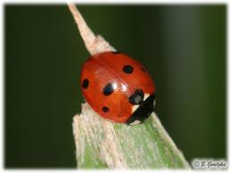 Attēlu rezultāti vaicājumam “Coccinella septempunctata”