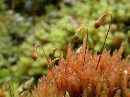 Attēlu rezultāti vaicājumam “Bryum pallescens sporophyte”