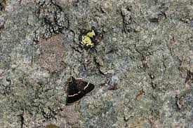 Attēlu rezultāti vaicājumam “Pyrausta cingulata”