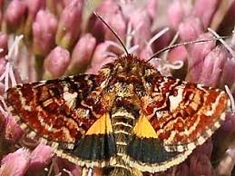 Attēlu rezultāti vaicājumam “Anarta myrtilli”