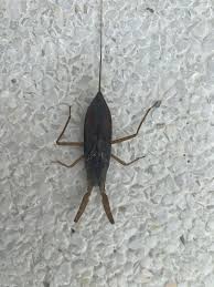 Attēlu rezultāti vaicājumam “Nepa cinerea nymph”