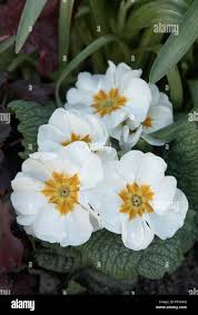 Attēlu rezultāti vaicājumam “Primula x polyantha flower”