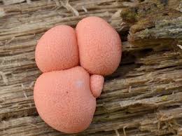 Attēlu rezultāti vaicājumam “Lycogala roseosporum macro”