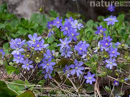 Attēlu rezultāti vaicājumam “Hepatica nobilis flower”
