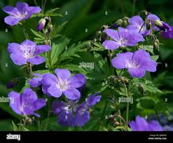 Attēlu rezultāti vaicājumam “Geranium sylvaticum leaf”