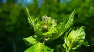 Attēlu rezultāti vaicājumam “Cirsium oleraceum leaf”