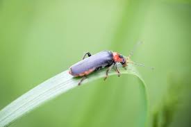 Attēlu rezultāti vaicājumam “Cantharis rustica imago”