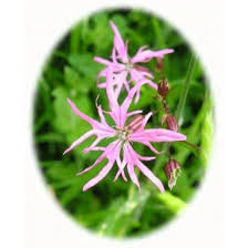 Attēlu rezultāti vaicājumam “Lychnis flos-cuculi fruit”