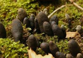 Attēlu rezultāti vaicājumam “Xylaria polymorpha”