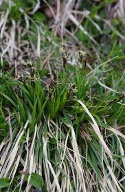 Attēlu rezultāti vaicājumam “Carex caryophyllea flower”