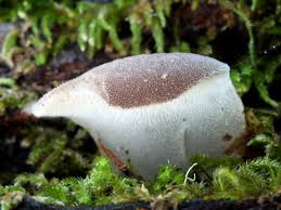 Attēlu rezultāti vaicājumam “Pseudohydnum gelatinosum”