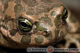 Attēlu rezultāti vaicājumam “Pseudepidalea viridis”