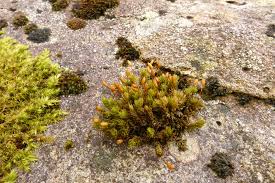 Attēlu rezultāti vaicājumam “Dichodontium pellucidum sporophyte”