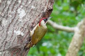 Attēlu rezultāti vaicājumam “Picus viridis nest”
