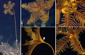 Attēlu rezultāti vaicājumam “Cribraria costata stalked”