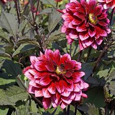 Image result for Dahlia Darkarin`