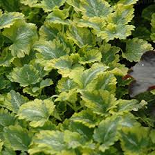 Attēlu rezultāti vaicājumam “Lamium maculatum leaf”