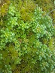 Attēlu rezultāti vaicājumam “Sphagnum palustre”