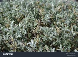 Attēlu rezultāti vaicājumam “Salix lapponum”