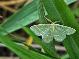 Attēlu rezultāti vaicājumam “Chlorissa viridata”