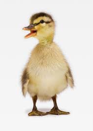 Attēlu rezultāti vaicājumam “Anas platyrhynchos”