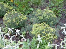 Attēlu rezultāti vaicājumam “Euphorbia cyparissias leaf”