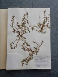 Attēlu rezultāti vaicājumam “Polygonum arenastrum”