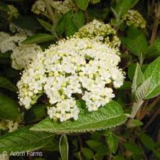 Attēlu rezultāti vaicājumam “Viburnum lantana”