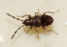 Attēlu rezultāti vaicājumam “Scolopostethus thomsoni”