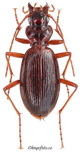 Attēlu rezultāti vaicājumam “Nebria livida”