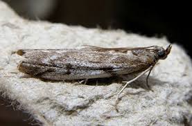 Attēlu rezultāti vaicājumam “Zophodia grossulariella”