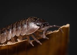 Attēlu rezultāti vaicājumam “Oniscoidea”