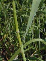 Attēlu rezultāti vaicājumam “Bromus secalinus”