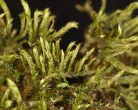 Attēlu rezultāti vaicājumam “Sciuro-hypnum reflexum sporophyte”