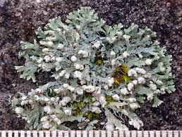 Attēlu rezultāti vaicājumam “Physcia adscendens”